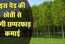 Tree Farming : इस पेड़ की खेती से होगी छप्परफाड़ कमाई, मार्केट में हैं जबरदस्त डिमांड, जानिए पूरा तरीका
