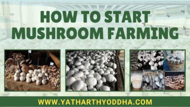 Mushroom Farming in India